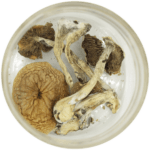 African Cubensis (Panaeolus africanus) | Mushroom Gummies Canada