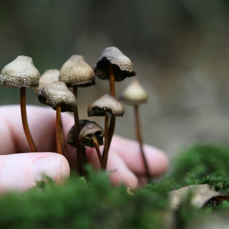 Guide to Magic Mushrooms | Mushroom Gummies Canada