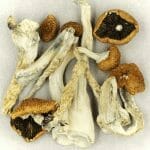 Creeper | Mushroom Gummies Canada