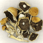 Penis Envy Cubensis | Mushroom Gummies Canada