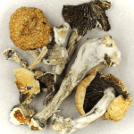 Thai Elephant | Mushroom Gummies Canada