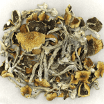 Daddy Long Legs | Mushroom Gummies Canada