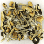 Puerto Rican | Mushroom Gummies Canada