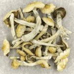 Blue Magnolia Rust | Mushroom Gummies Canada