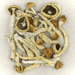 Texas Yellow Cap | Mushroom Gummies Canada