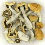Vietnamese | Mushroom Gummies Canada
