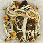 Cuban | Mushroom Gummies Canada