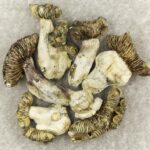 White Burma | Mushroom Gummies Canada