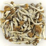 Florida White | Mushroom Gummies Canada