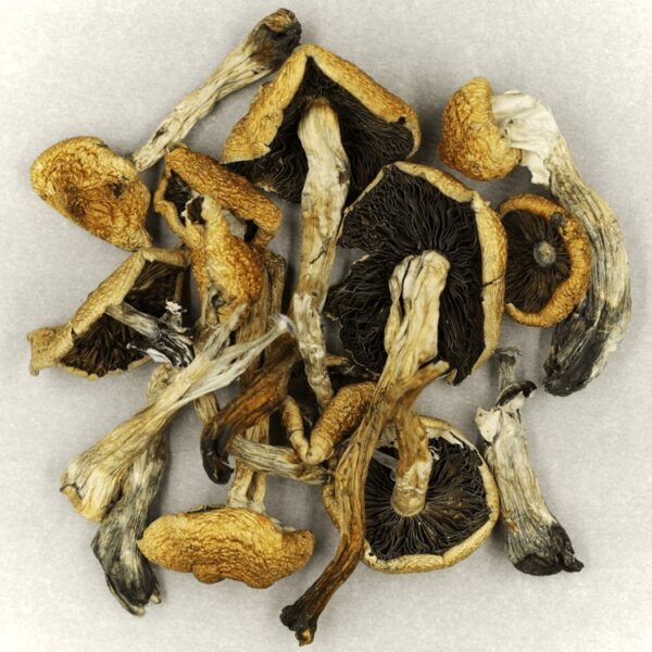 Malabar | Mushroom Gummies Canada