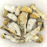 Melmac | Mushroom Gummies Canada