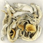 Treasure Coast | Mushroom Gummies Canada