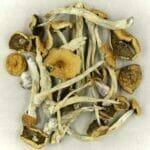 Mexicana | Mushroom Gummies Canada
