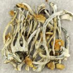 Amazonian Cubensis | Mushroom Gummies Canada