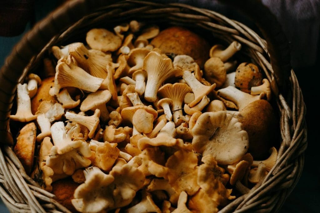 How to Store Shrooms Properly Buy shrooms online Mushroom Gummies Canada