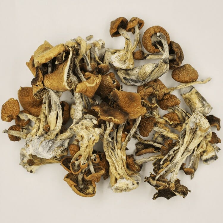 A New Trend In Wellness Is Psilocybe Cubensis And Microdosing Psilocybe Cubensis at Mushroom Gummies Canada