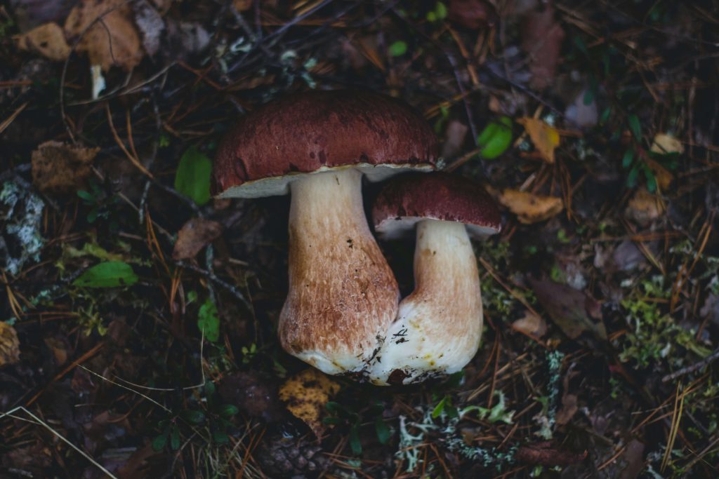 Looking for High-Quality Magic Mushrooms? Choose Mushroom Gummies Canada Amazonian Cubensis at Mushroom Gummies Canada