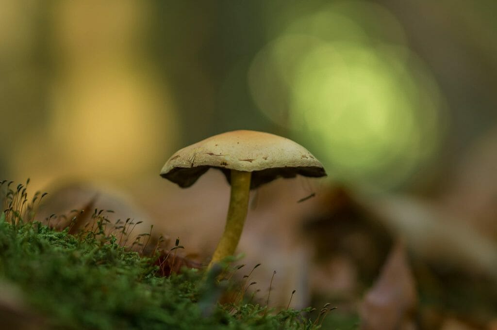 Sourcing High-Quality Magic Mushrooms psilocybe cubensis at Mushroom Gummies Canada