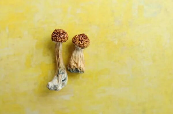 Lemon Tek at Zoomies Canada | Mushroom Gummies Canada
