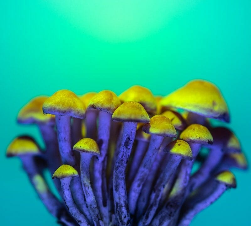 LSD Edibles | Mushroom Gummies Canada