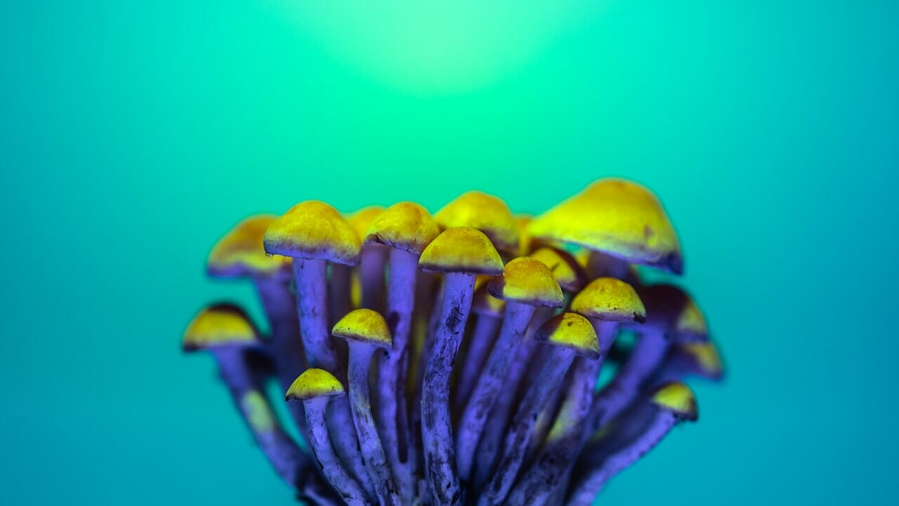 Exploring the Chemistry of Psychedelics: LSD-Infused Edibles and Their Potential for Psychedelic Experiences