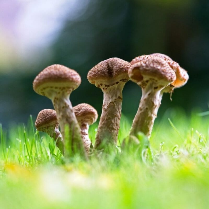 Mushroom Dispensary | Mushroom Gummies Canada