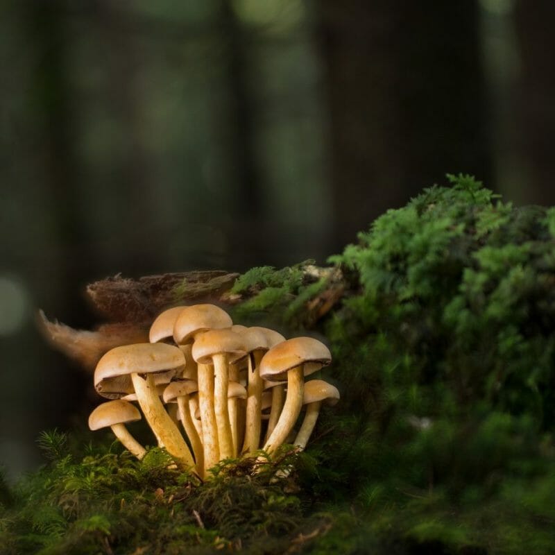 Strongest Mushroom Strains | Mushroom Gummies Canada