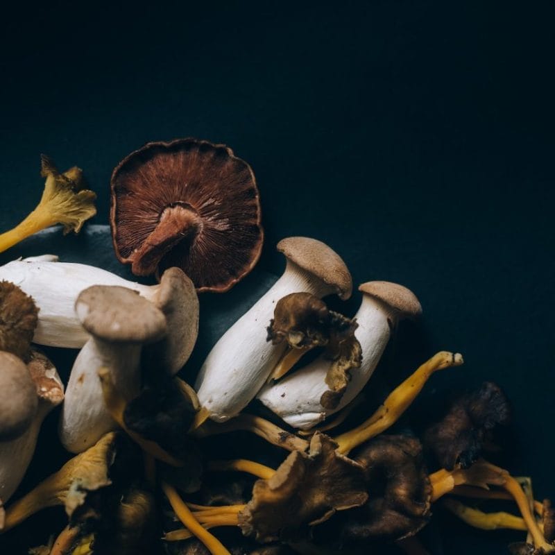 Dried Shrooms | Mushroom Gummies Canada