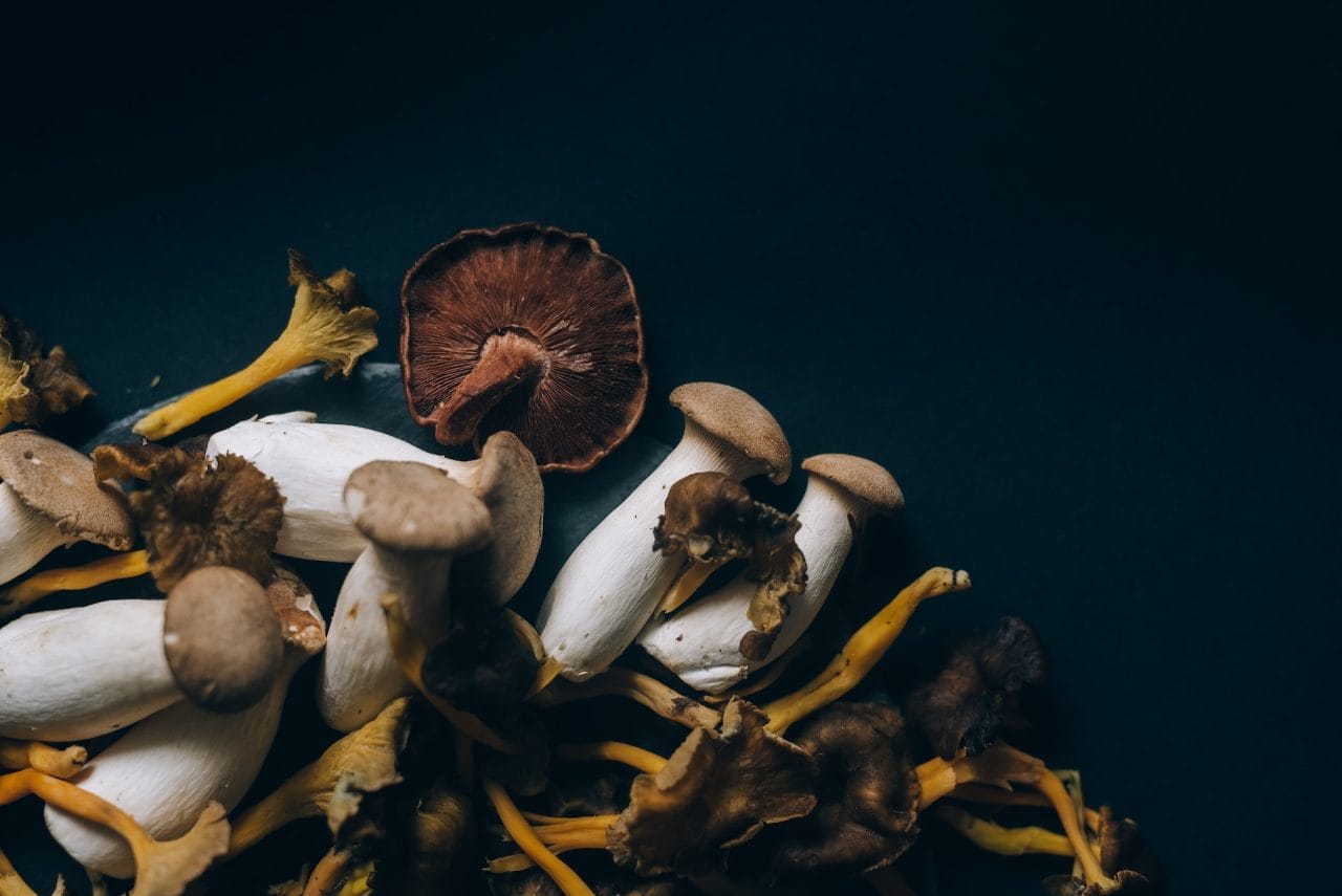 Studies Indicate That Dehydrated Psychedelic Mushrooms Induce a Sensation Similar to a ‘Lucid Dream’