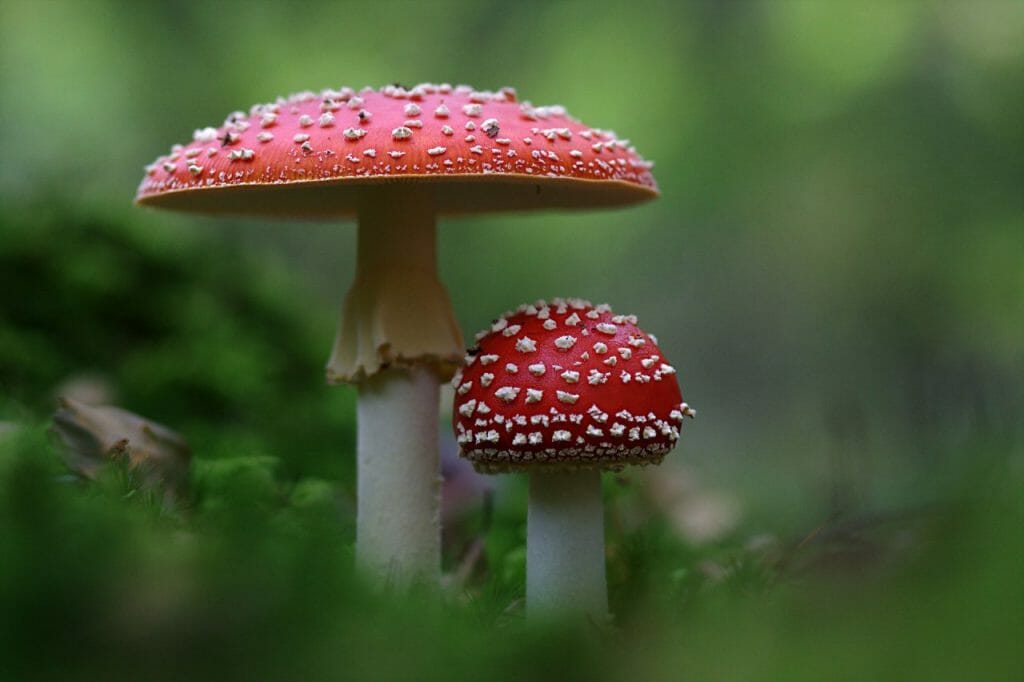 Variety of Shroom Products at Magic Mushroom Dispensary Magic Mushroom Dispensary