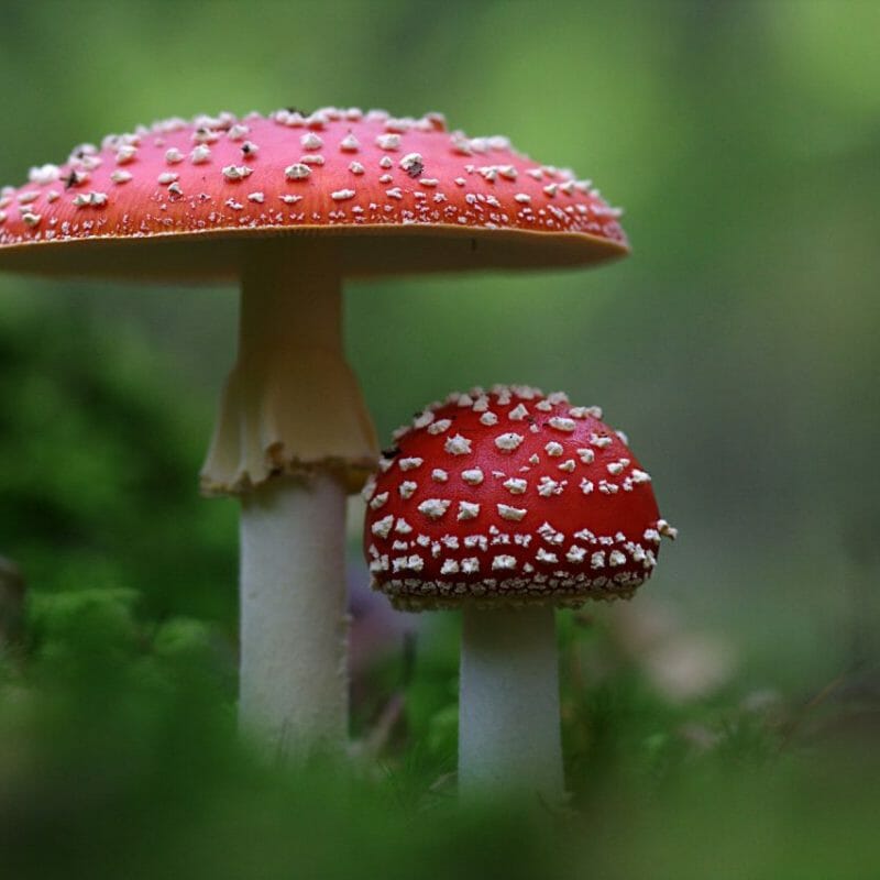 Magic Mushrooms Canada | Mushroom Gummies Canada