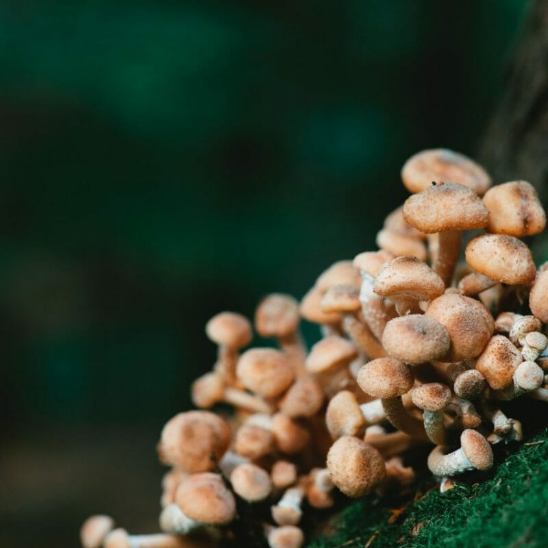 Mushroom Dispensary - Zoomies | Mushroom Gummies Canada