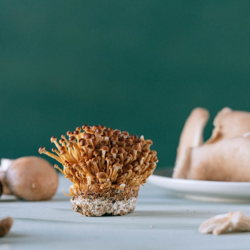 Buy Magic Mushroom | Mushroom Gummies Canada
