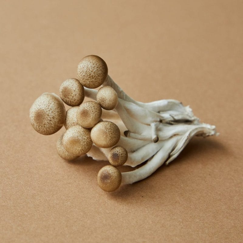strongest mushroom strain | Mushroom Gummies Canada
