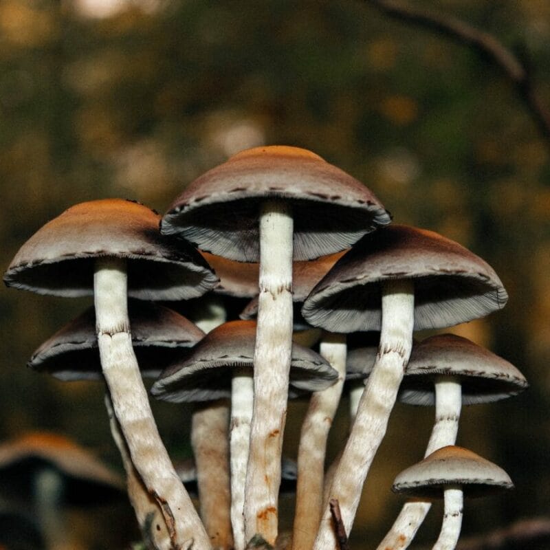 Microdose Mushrooms | Mushroom Gummies Canada
