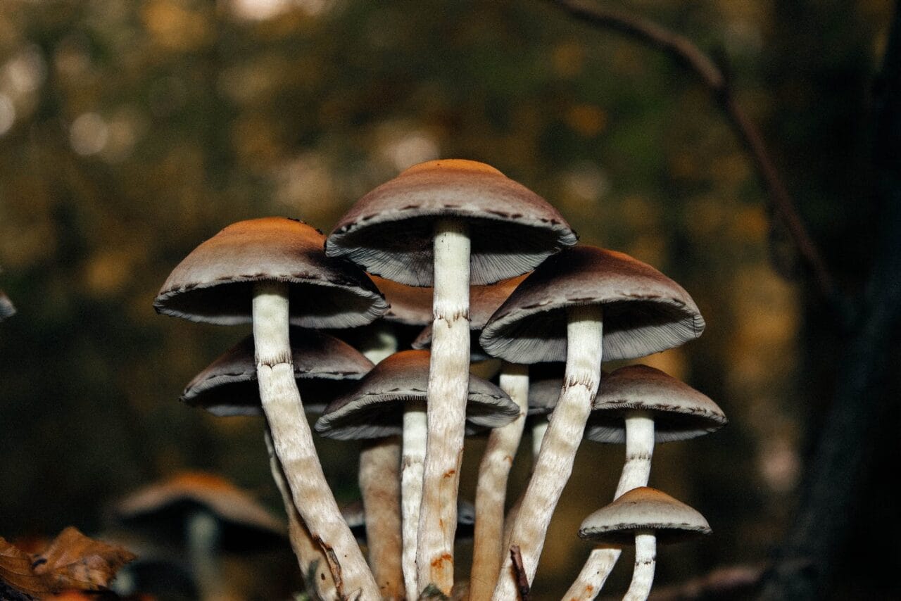 A Series of Case Studies on Microdose Mushrooms Utilized for Long-term Pain Alleviation