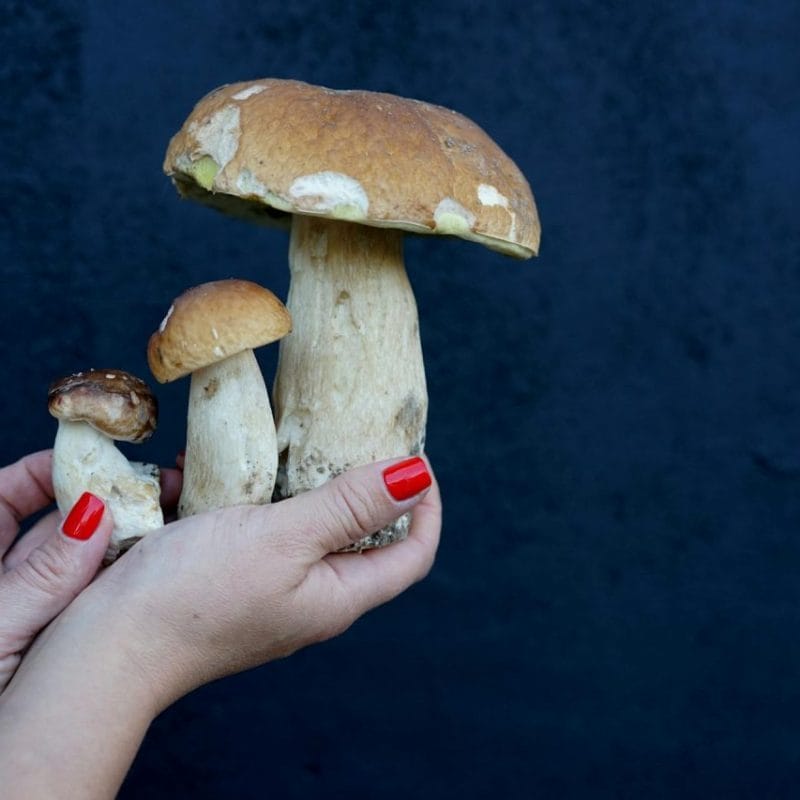 Shrooms Online | Mushroom Gummies Canada