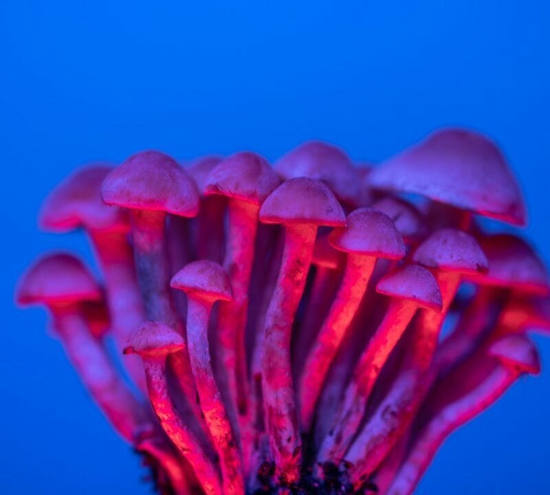 Shrooms Delivery in Canada | Mushroom Gummies Canada