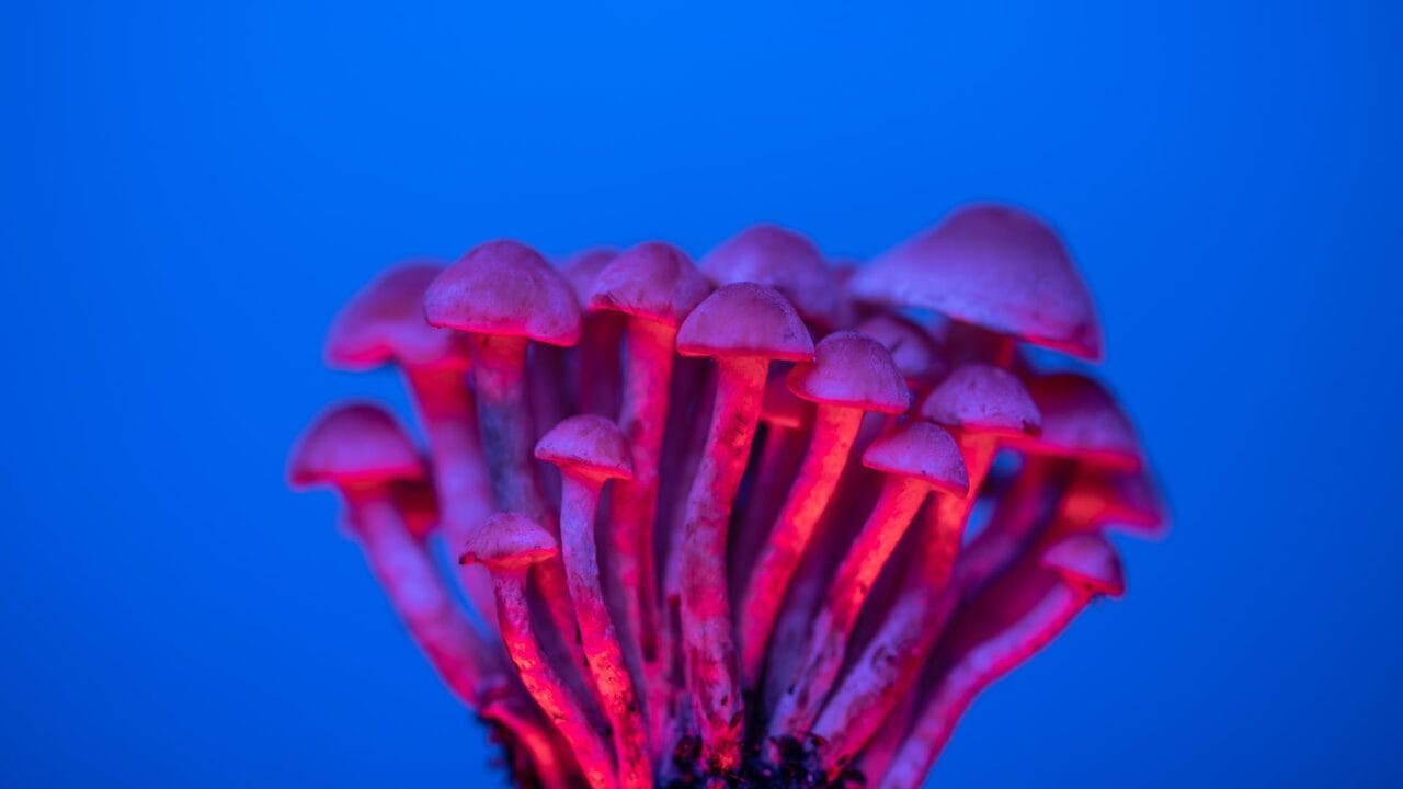 Delivery of Shrooms for Enhancing Cognition: Unveiling the Advantages of Nootropics