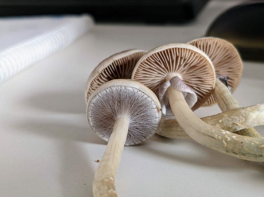 Magic Mushrooms at Mushroom Gummies Canada