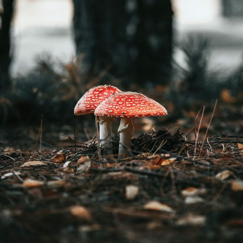 Shroom online delivery at Zoomies Canada | Mushroom Gummies Canada