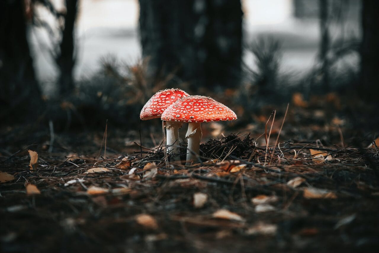 The Evolution of Psilocybin: Manufacturing, Studies, and Future Directions