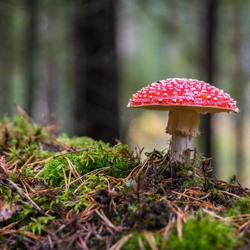 Shrooms Online in Canada | Mushroom Gummies Canada