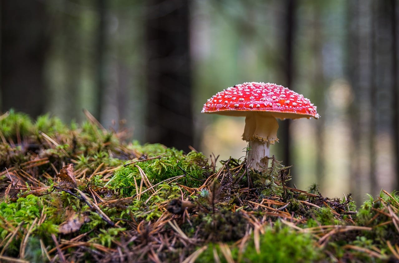 Why Canada’s Healthcare System Needs Psilocybin