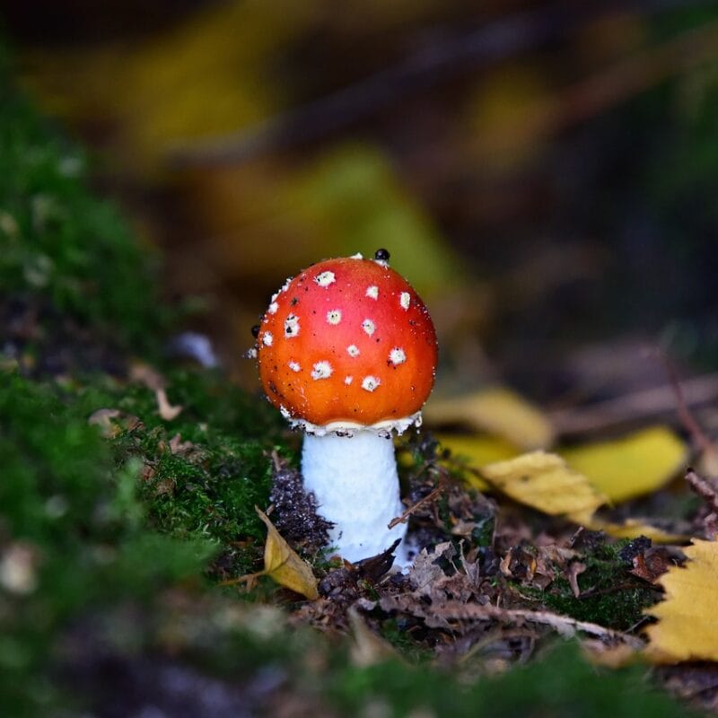buy LSD online in Canada | Mushroom Gummies Canada