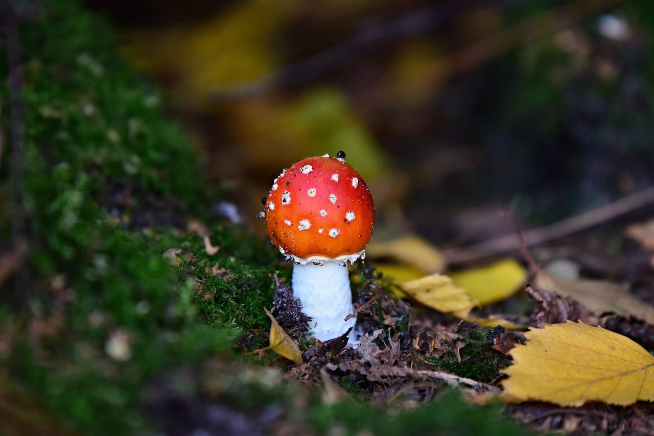 Can LSD Bring Happiness? Perspectives from Experts
