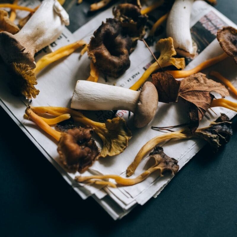 Mushroom chocolate at Zoomies Canada | Mushroom Gummies Canada