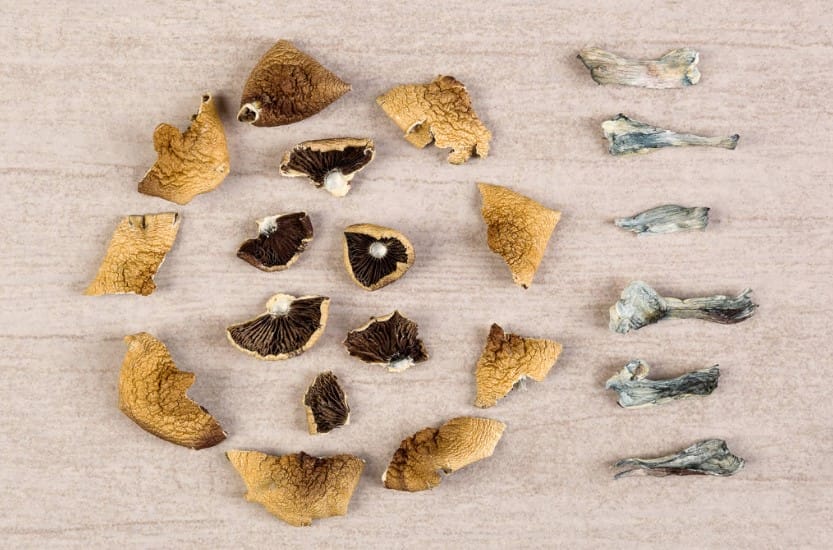 The Surprising Link Between Psychedelics and Improved Sex Life Magic mushroom Canada