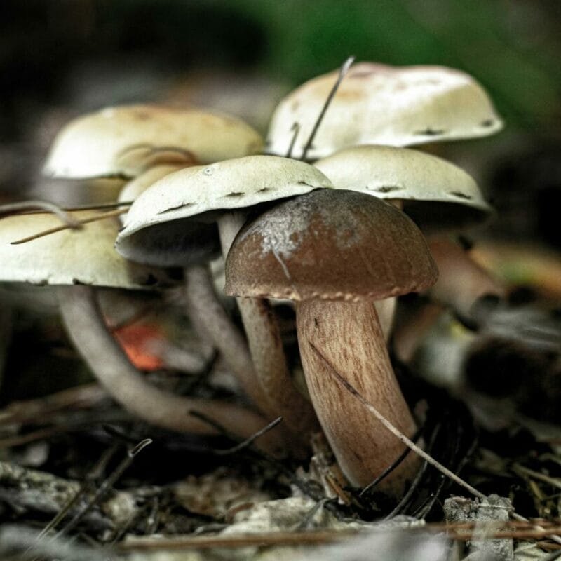 psilocybin mushroom | Mushroom Gummies Canada