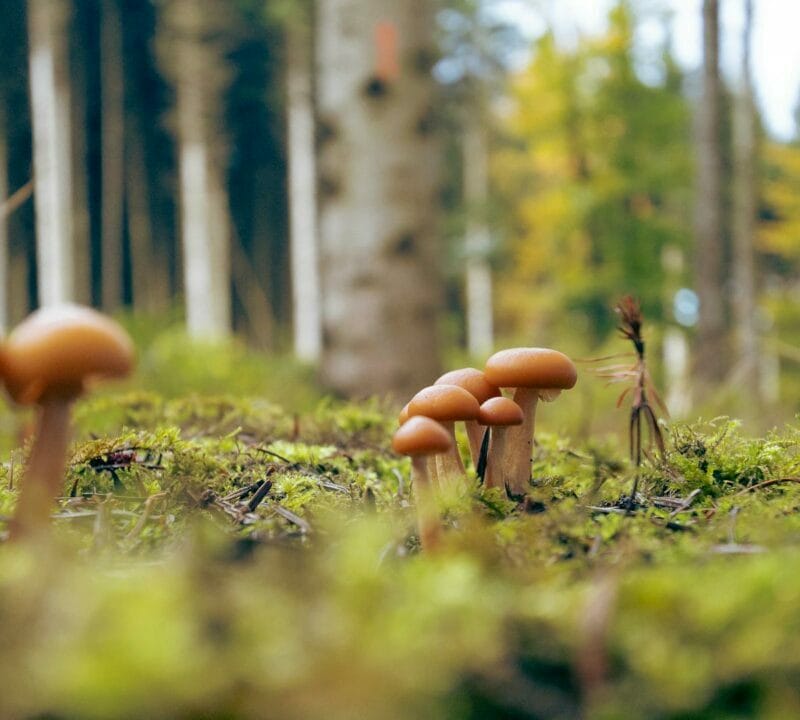 Magic Mushroom Dispensary | Mushroom Gummies Canada